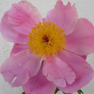 Paeonia lactiflora Nymphe / Silkepon