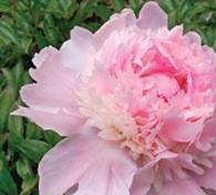 Paeonia lactifolia Pecher