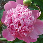 Paeonia lactiflora 'Monsieur Jules Elie'