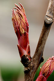 Paeonia suffrutiosa var. Rosea superba