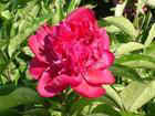 PAEONIA lactiflora 'Big Ben'